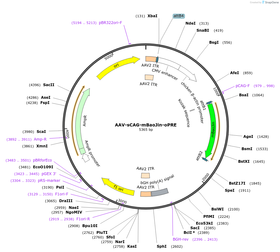 218684-plasmid-map-sequence-id-438234