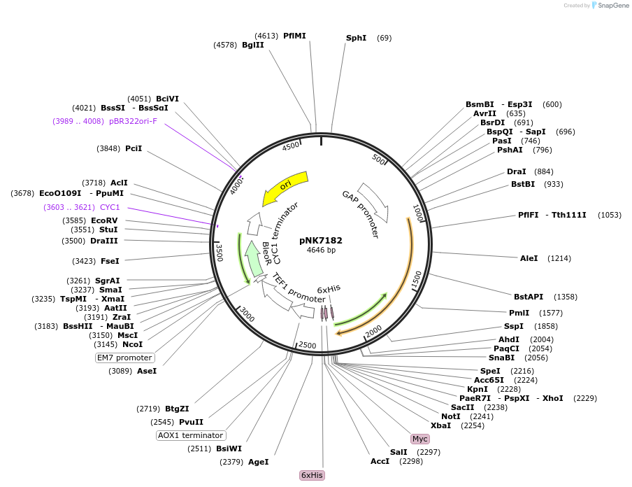 219767-plasmid-map-sequence-id-438291
