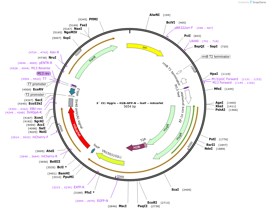 219565-plasmid-map-sequence-id-438331