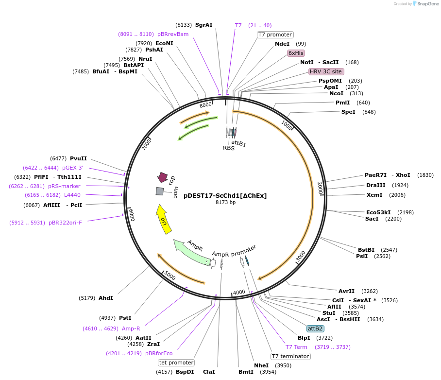 221199-plasmid-map-sequence-id-438338