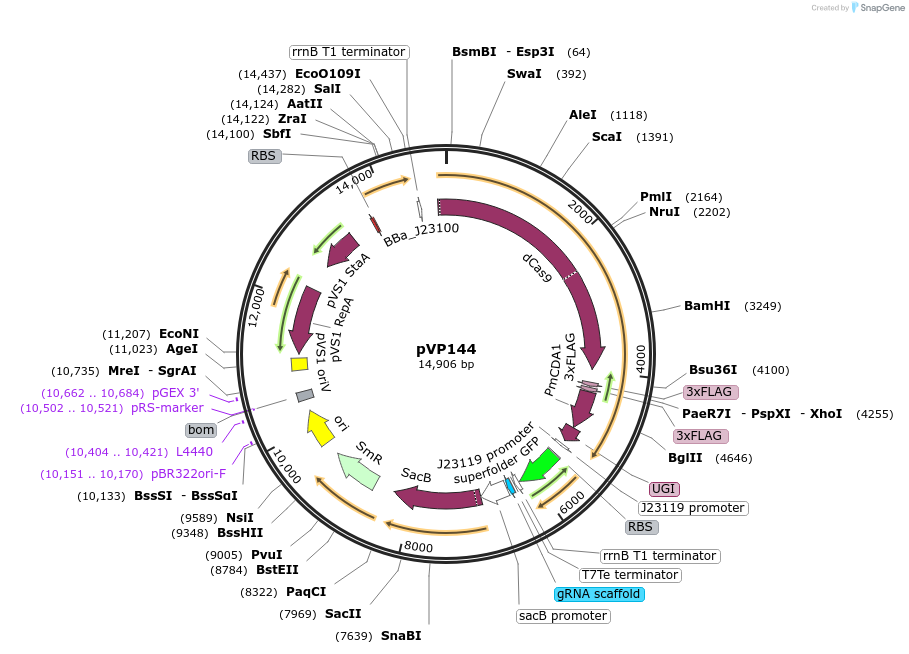 222081-plasmid-map-sequence-id-438346