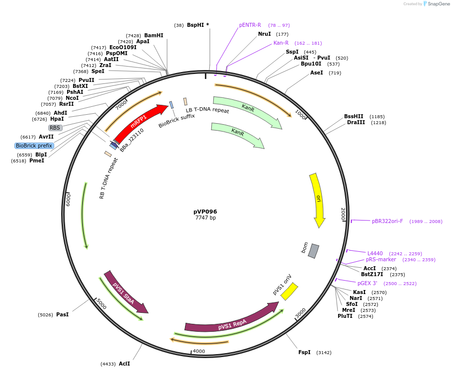 222043-plasmid-map-sequence-id-438348