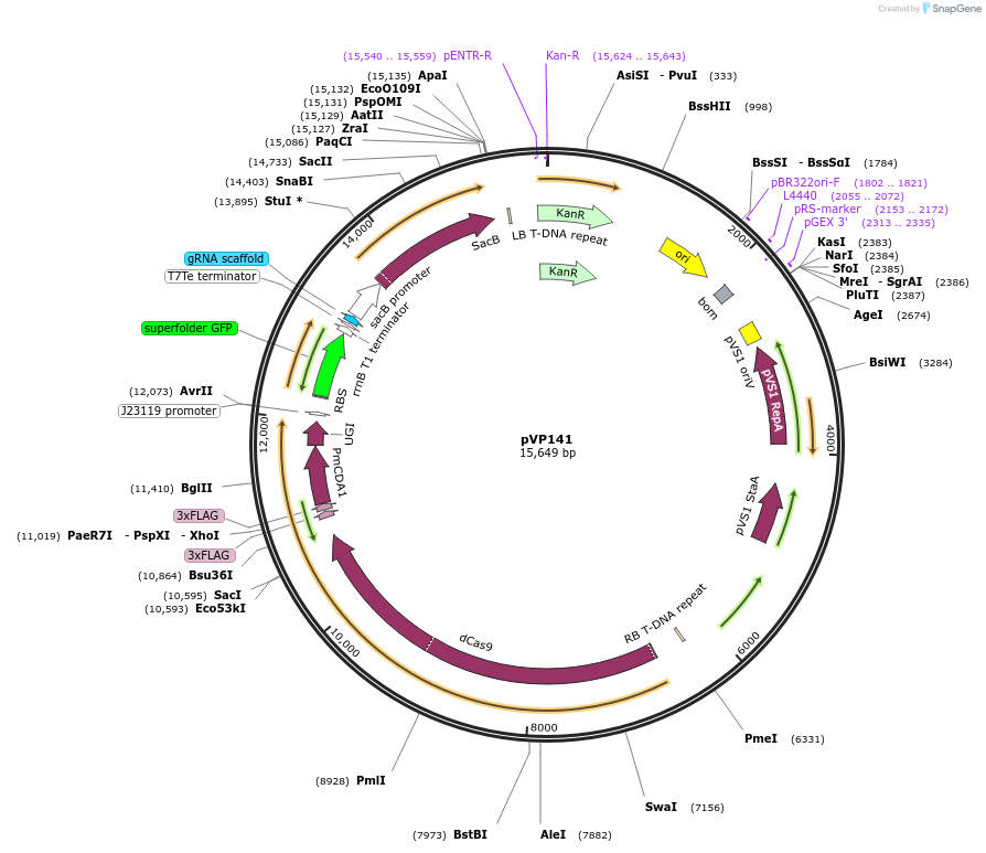 222079-plasmid-map-sequence-id-438349