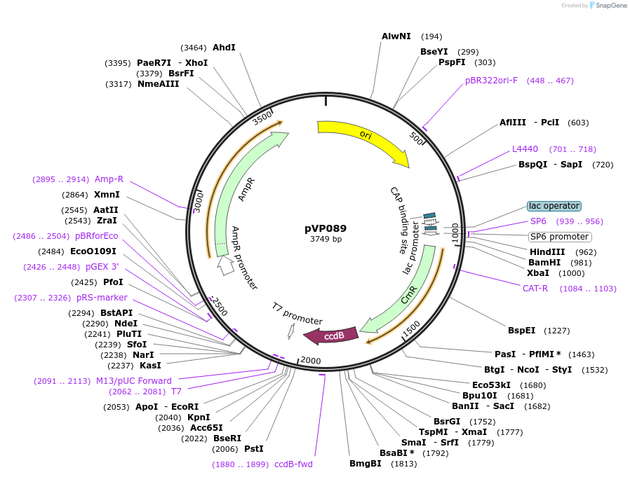 222040-plasmid-map-sequence-id-438354