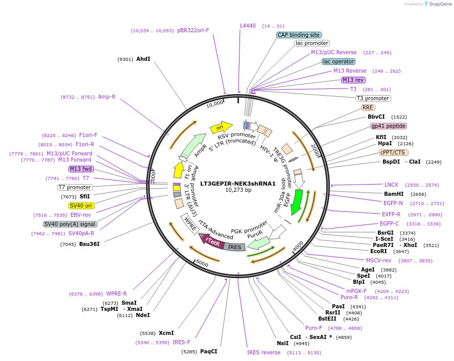220542-plasmid-map-sequence-id-438390