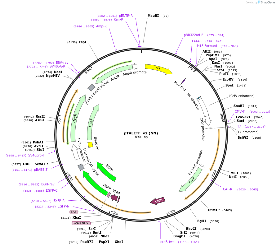 32185-plasmid-map-sequence-id-43840