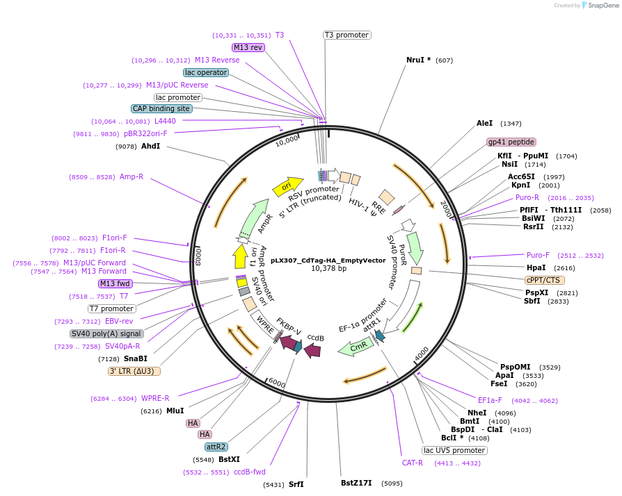 221467-plasmid-map-sequence-id-438434