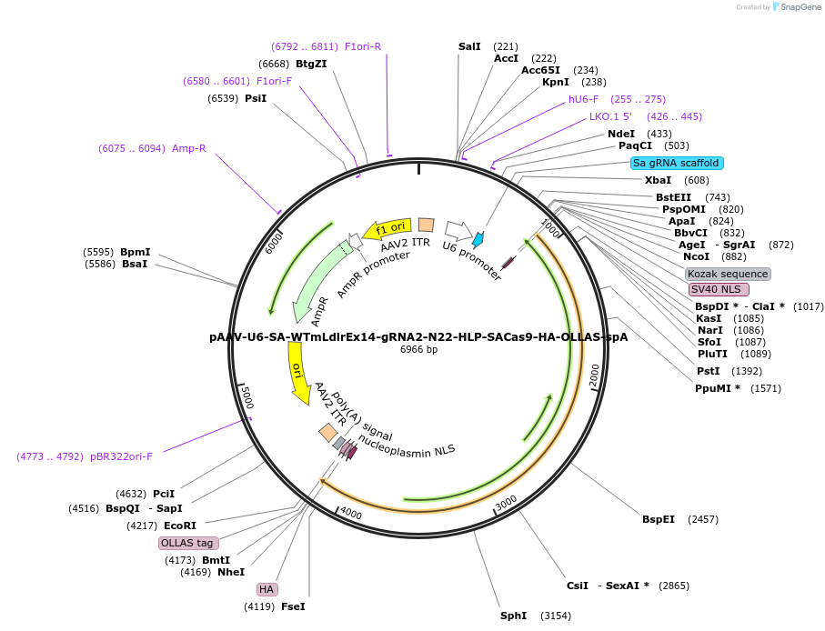 206860-plasmid-map-sequence-id-438443