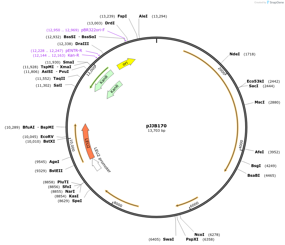 218591-plasmid-map-sequence-id-438448