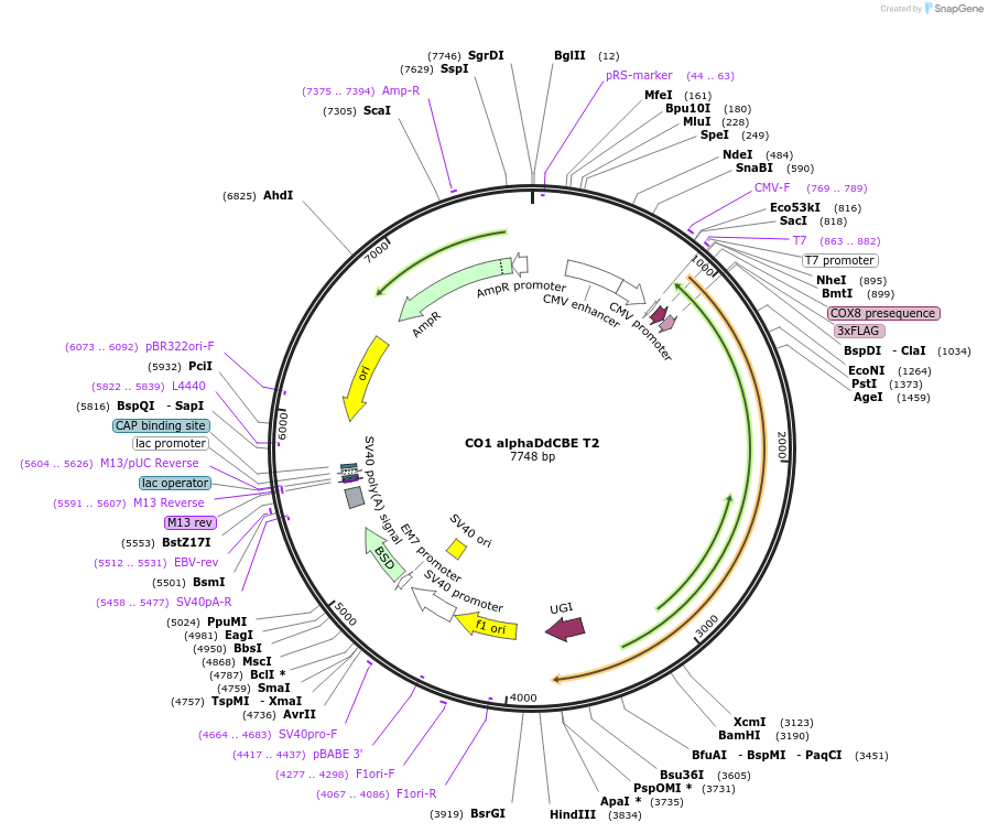 221969-plasmid-map-sequence-id-438453