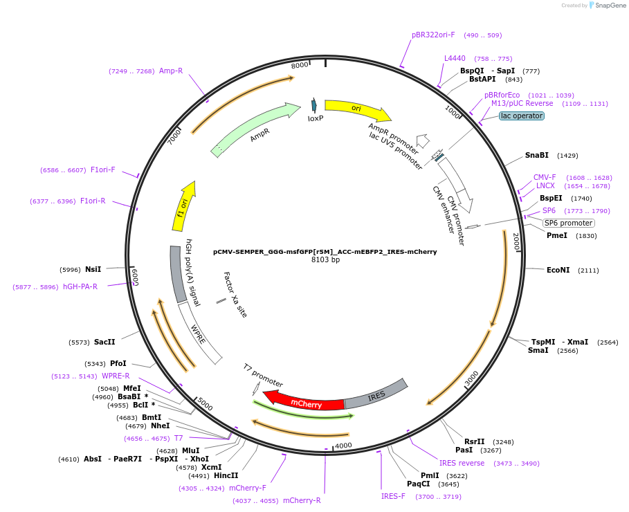 221076-plasmid-map-sequence-id-438459