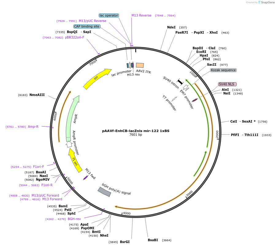 35643-plasmid-map-sequence-id-43846