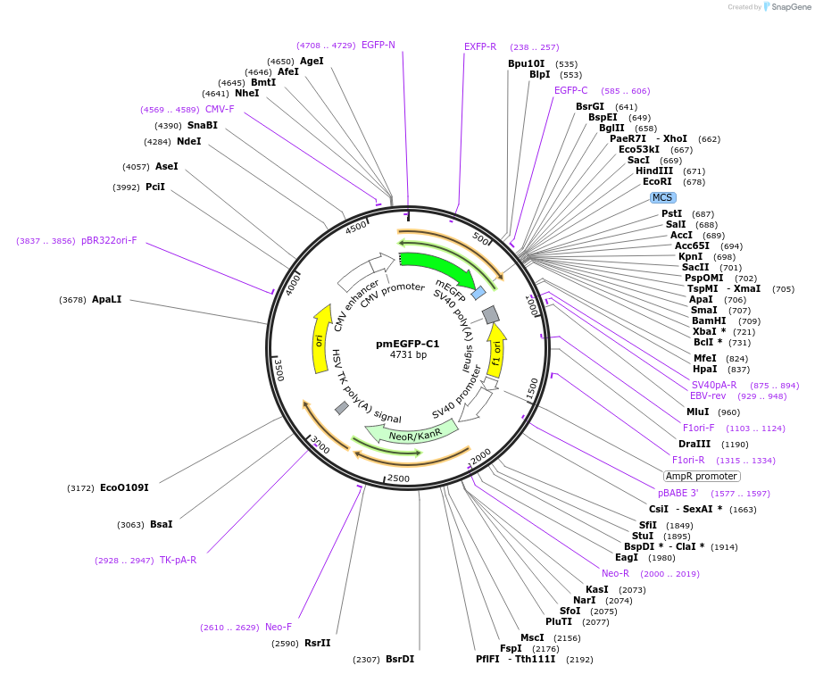 36412-plasmid-map-sequence-id-438461