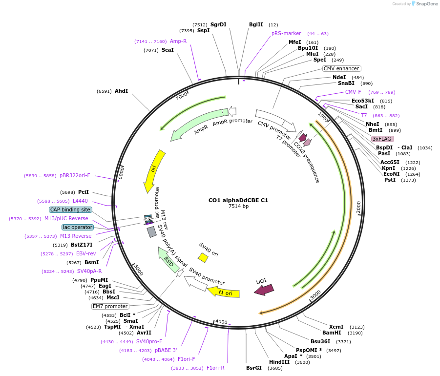 221966-plasmid-map-sequence-id-438463