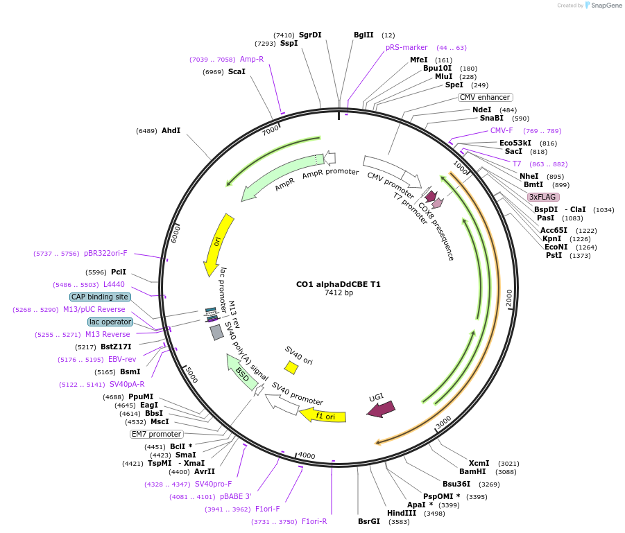 221968-plasmid-map-sequence-id-438475