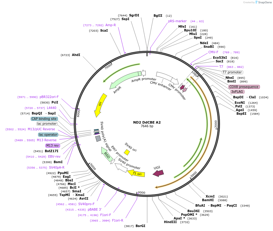 221971-plasmid-map-sequence-id-438479