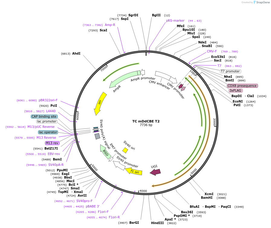 221987-plasmid-map-sequence-id-438492