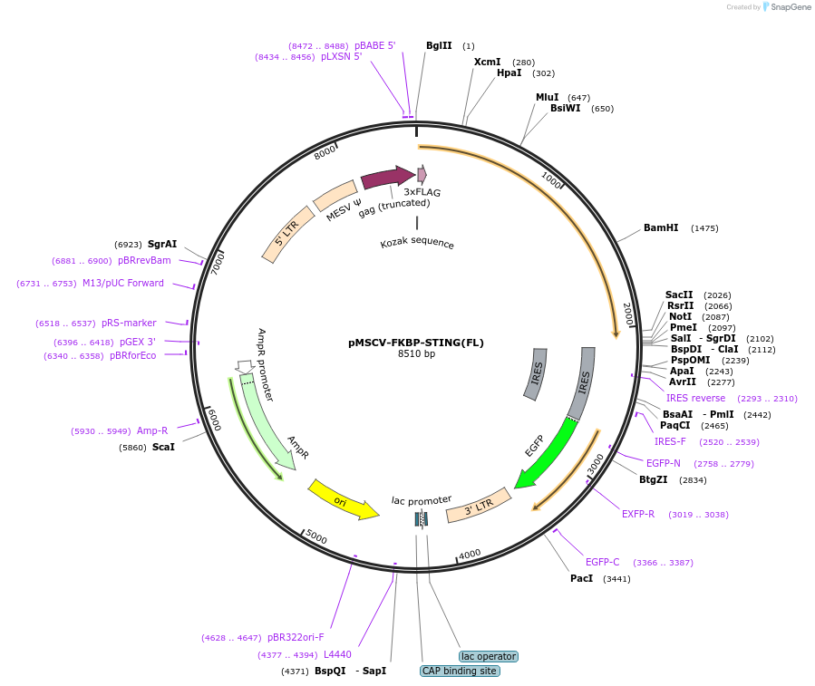 221243-plasmid-map-sequence-id-438498