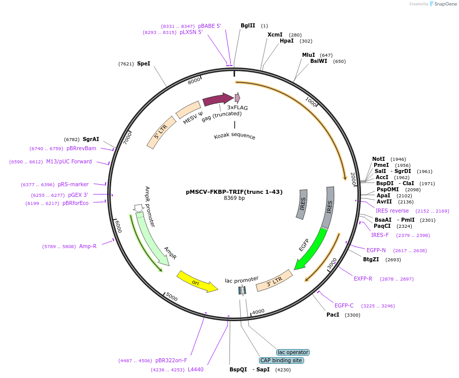 221248-plasmid-map-sequence-id-438503