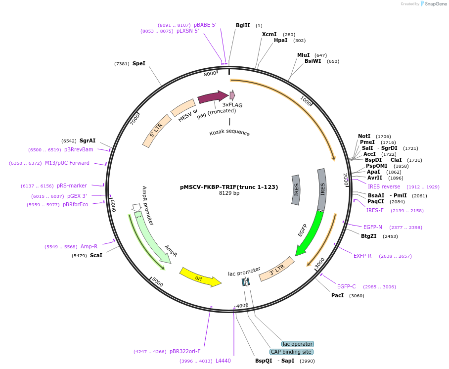 221252-plasmid-map-sequence-id-438507