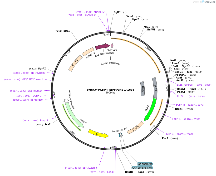 221254-plasmid-map-sequence-id-438509