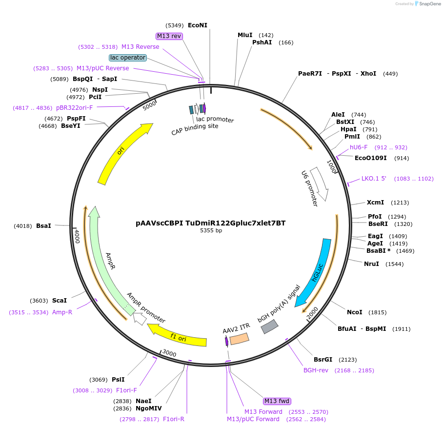35648-plasmid-map-sequence-id-43851