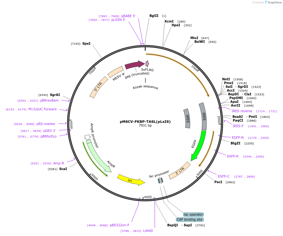 221261-plasmid-map-sequence-id-438511