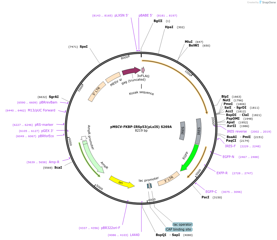221269-plasmid-map-sequence-id-438517