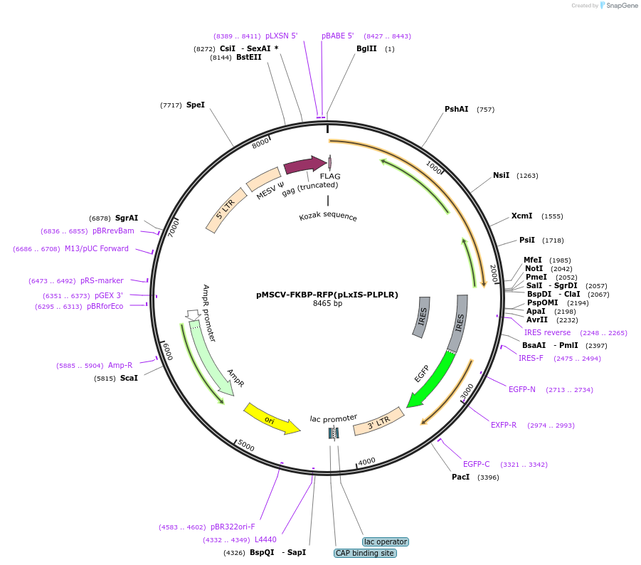 221284-plasmid-map-sequence-id-438524
