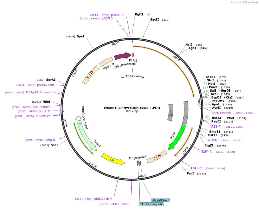 221285-plasmid-map-sequence-id-438525