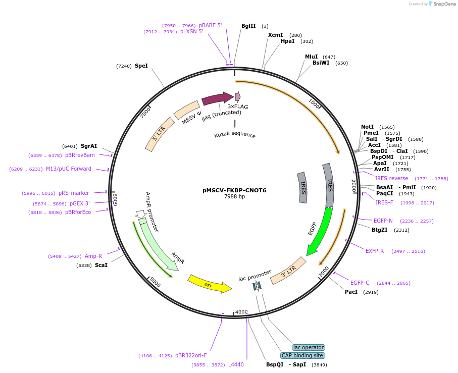 221288-plasmid-map-sequence-id-438527
