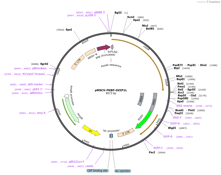 221290-plasmid-map-sequence-id-438529