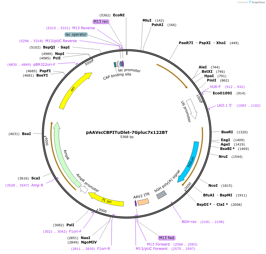 35650-plasmid-map-sequence-id-43853