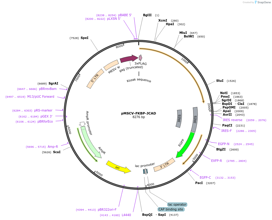 221292-plasmid-map-sequence-id-438531