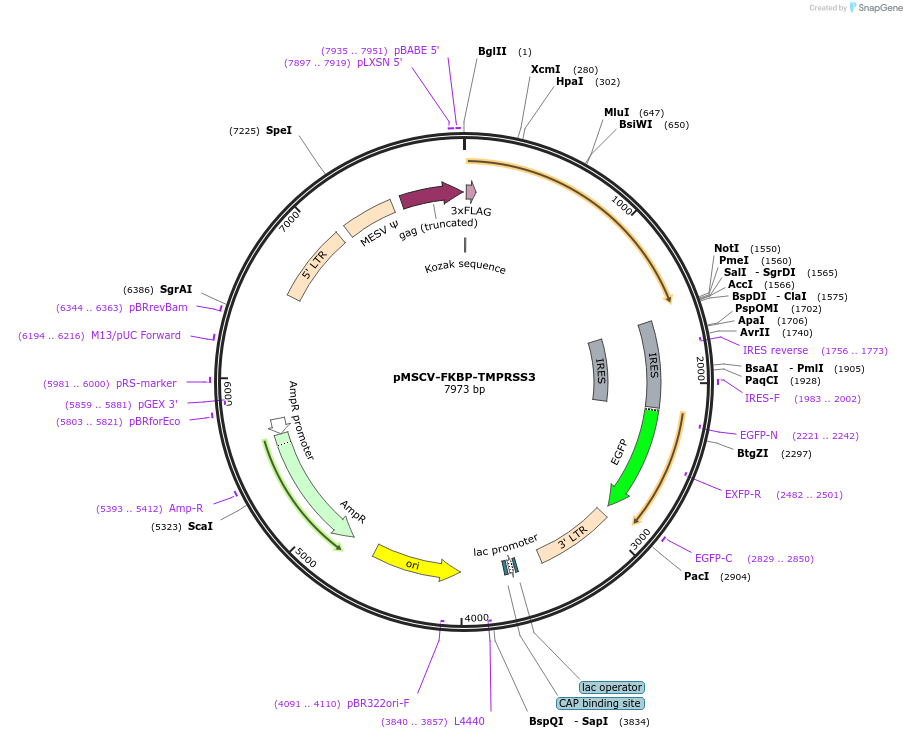 221298-plasmid-map-sequence-id-438536
