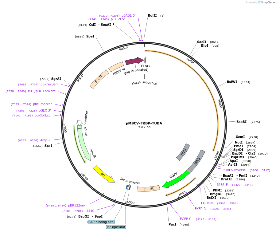 221312-plasmid-map-sequence-id-438539