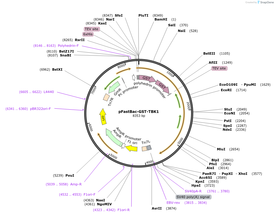 221331-plasmid-map-sequence-id-438544