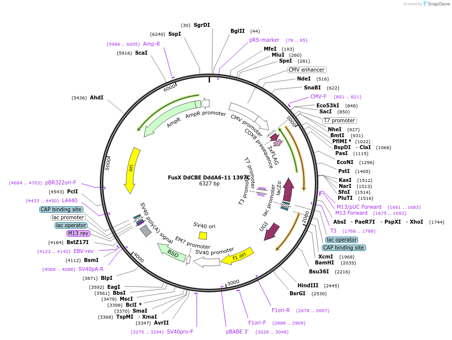 221933-plasmid-map-sequence-id-438547