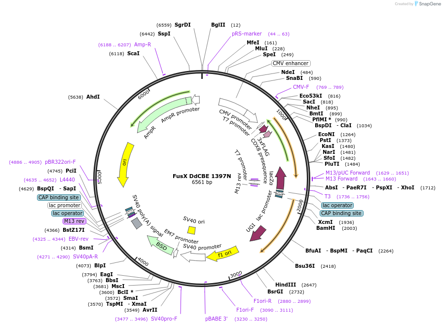 221932-plasmid-map-sequence-id-438551