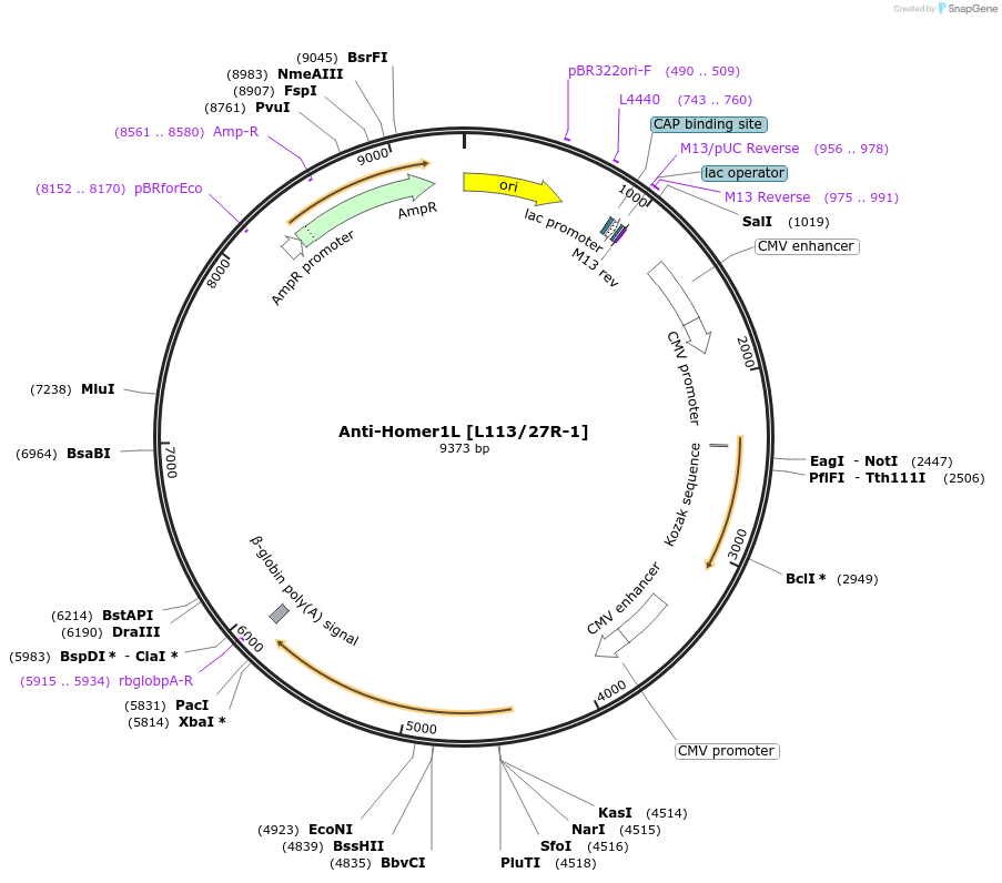 206688-plasmid-map-sequence-id-438553