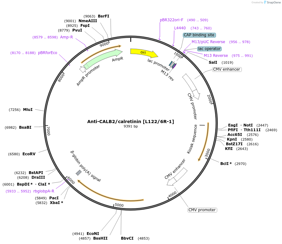 206691-plasmid-map-sequence-id-438557