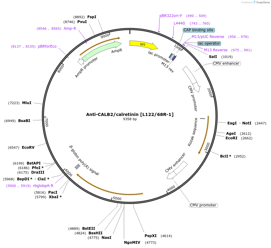 206690-plasmid-map-sequence-id-438558