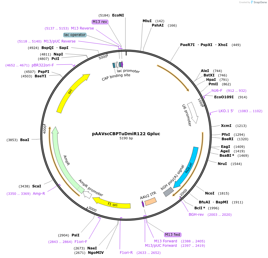 35654-plasmid-map-sequence-id-43856