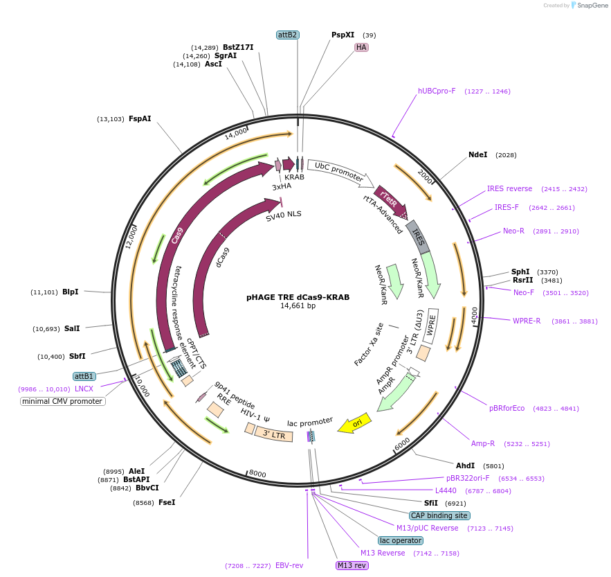 50917-plasmid-map-sequence-id-438564