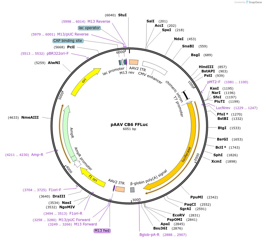 35655-plasmid-map-sequence-id-43857