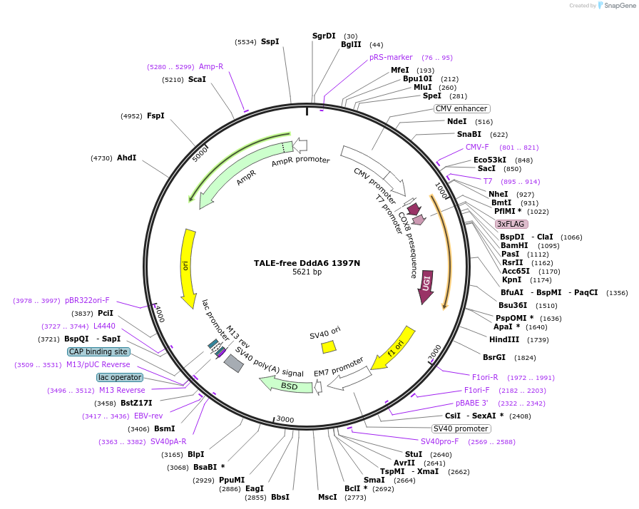 221944-plasmid-map-sequence-id-438629