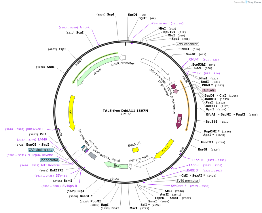 221945-plasmid-map-sequence-id-438630