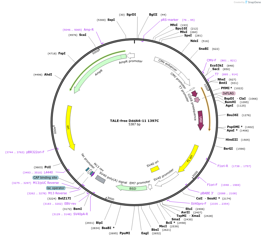 221943-plasmid-map-sequence-id-438631