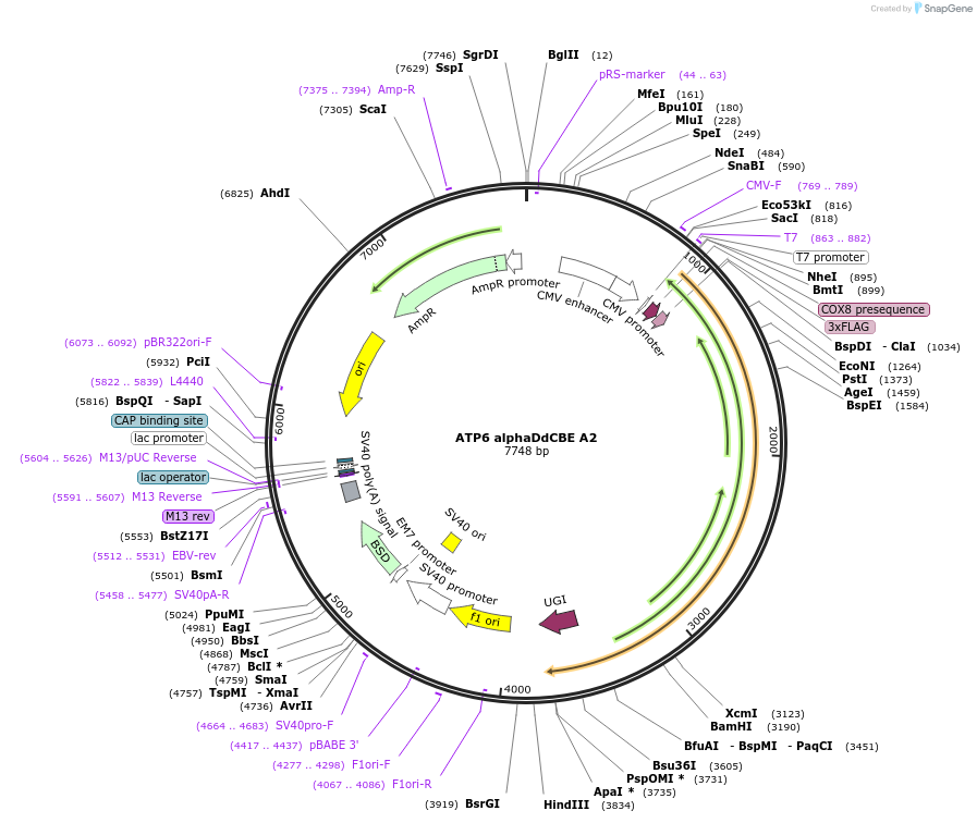 221955-plasmid-map-sequence-id-438636