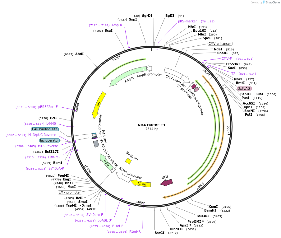 221980-plasmid-map-sequence-id-438637